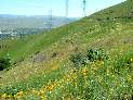 Wildflowers on Bernal Hill