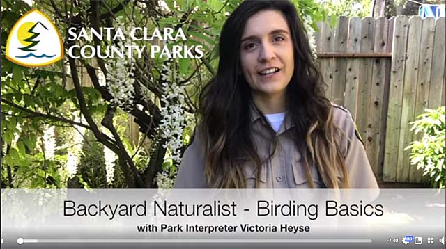 Backyard Birding Video