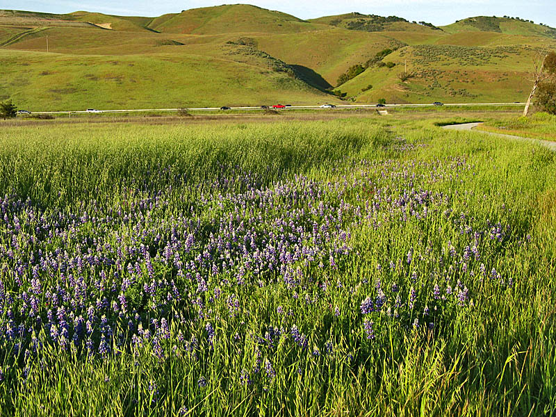 Lupines by the Coyote Creek Trail near 101 under-crossing