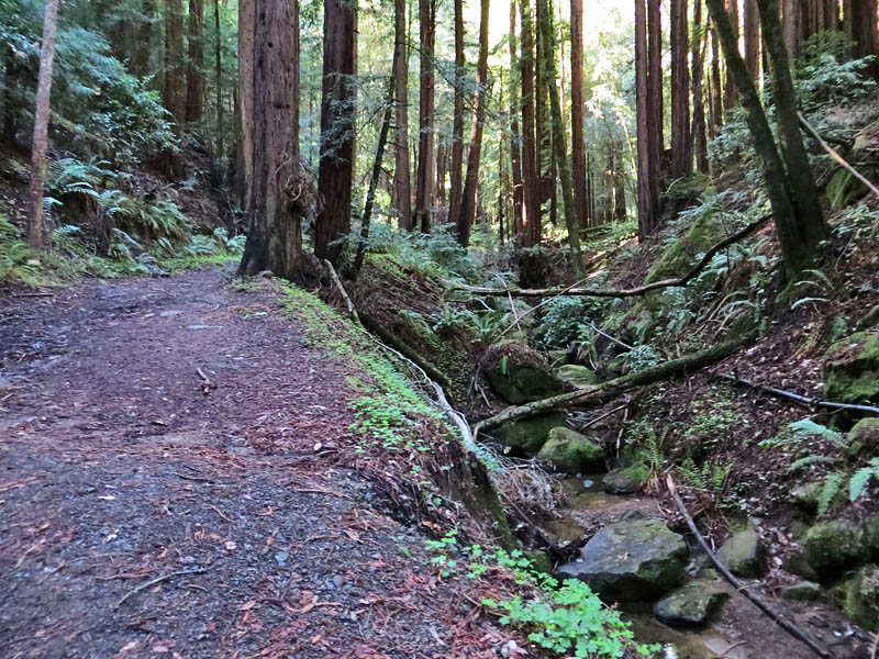 Mt. Madonna, Blackhawk Trail, 3/8/14