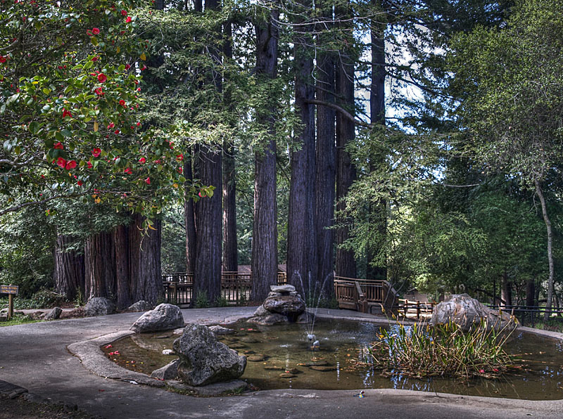Pond in Sanborn Park