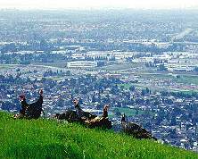 turkeys on hill at Santa Teresa Park
